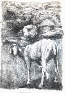 2011 Gentile Polo - Una pecora