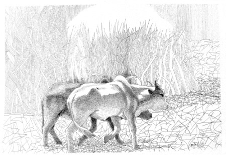 2013 Gentile Polo - Mucche etiopi