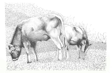 2013 Gentile Polo - Mucche al pascolo